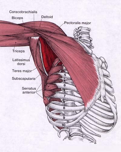 Shoulder Girdle
